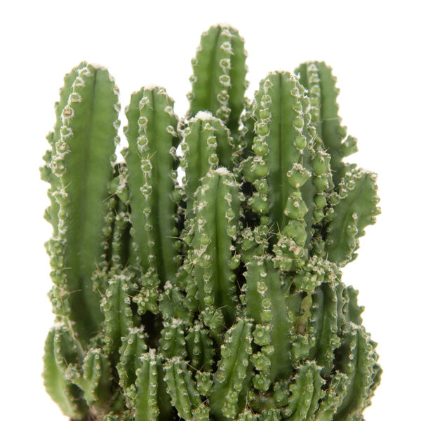 Florida cactus