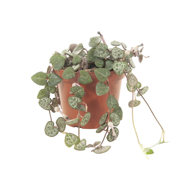 string of hearts - Ceropegia woodii