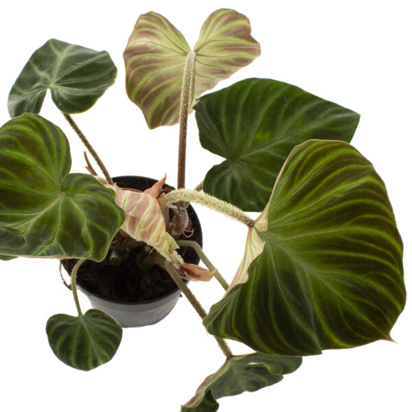 Philo verrusocum leaf