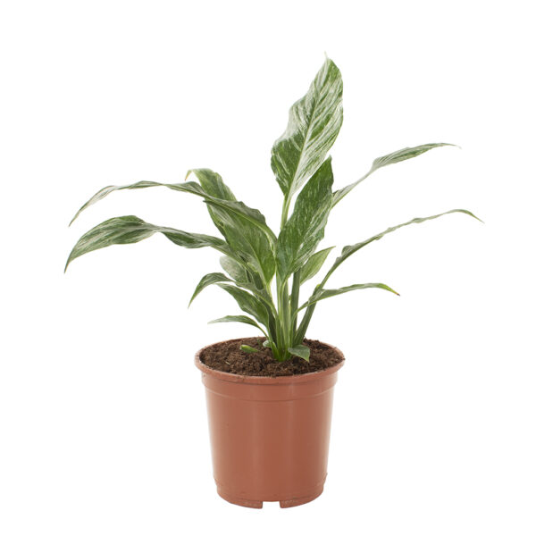 Spathiphyllum variegata