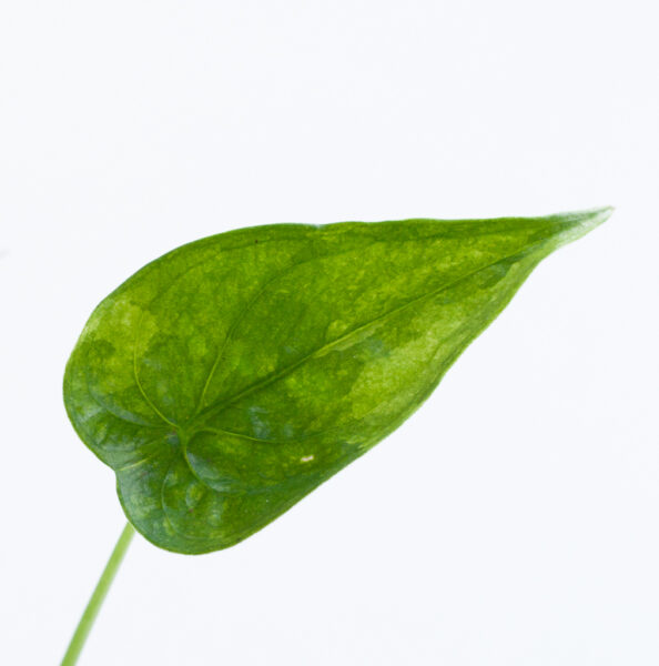 Alocasia Cucullata Variegata leaf