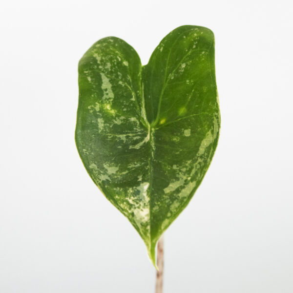 Alocasia Zebrina Variegata leaf
