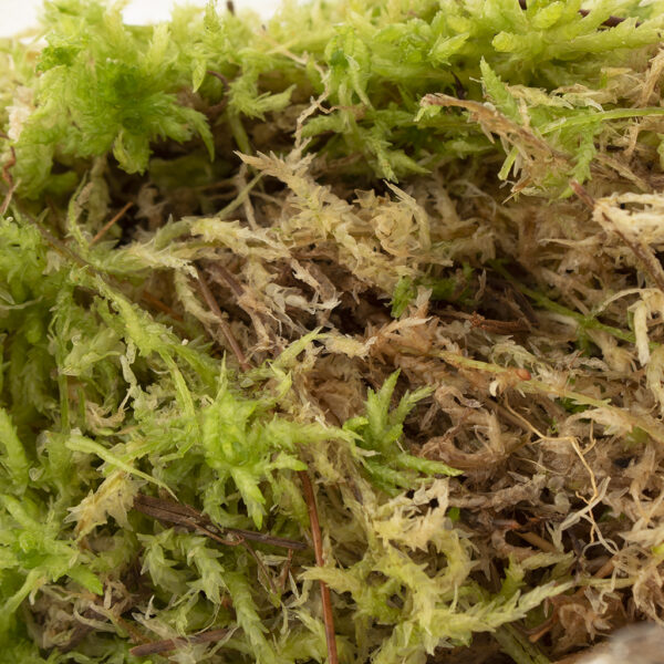 spaghnum moss