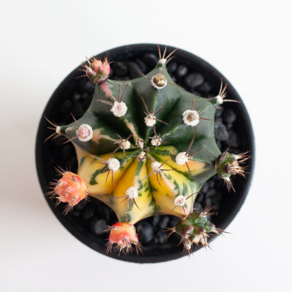 Gymno Variegated Cactus