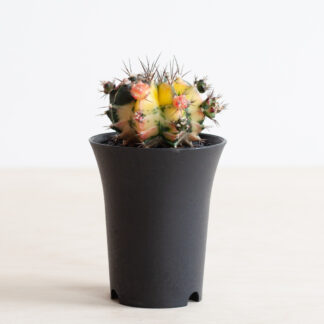 Gymno Variegated Cactus